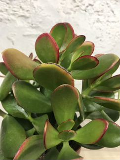 Крассула Ovata Sanset