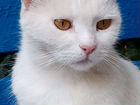Роскошная белая кошка