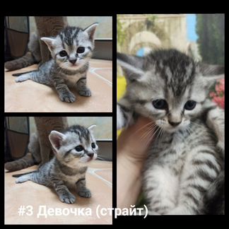 Шотландские котята